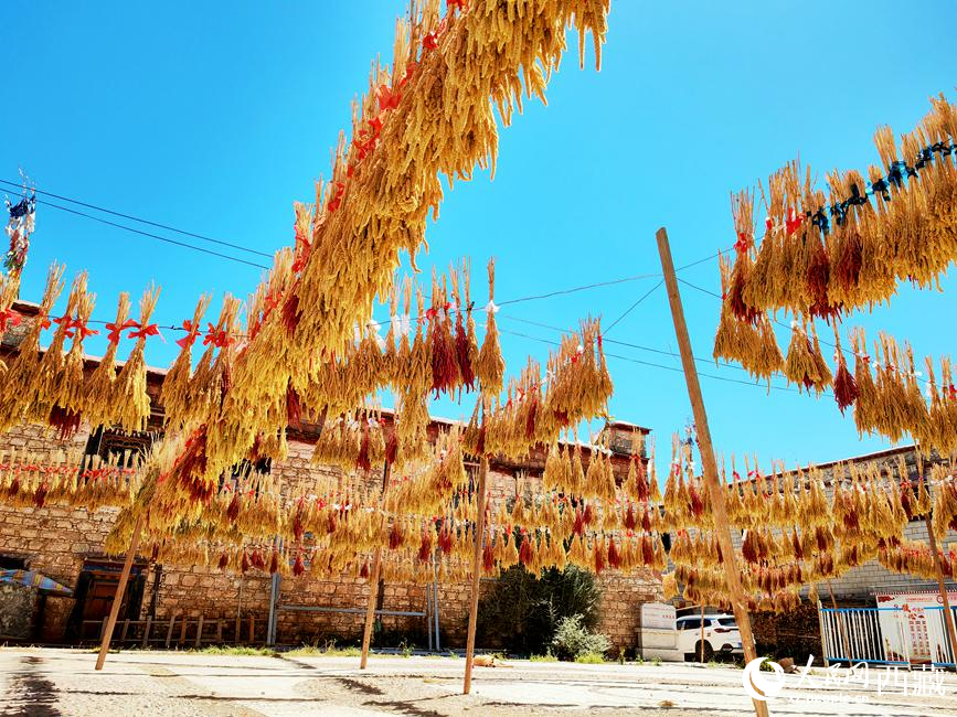 村子廣場(chǎng)上曬滿了糧食。 人民網(wǎng) 李海霞攝