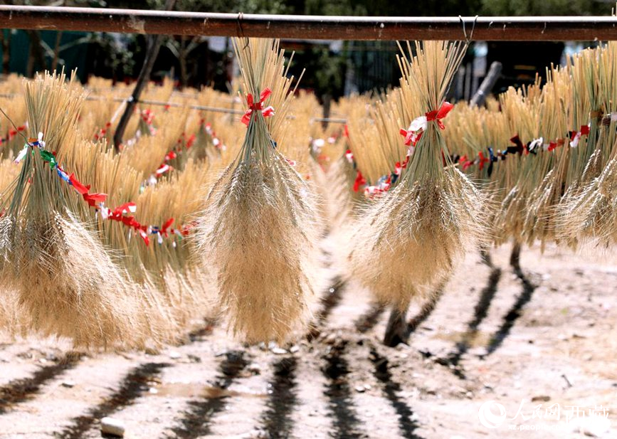 整個(gè)村莊沉浸在收獲的喜悅中。人民網(wǎng) 李海霞攝