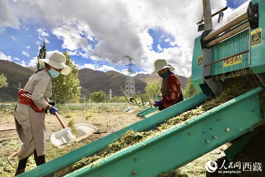 曲水茶巴拉村民正在包裝青飼玉米。人民網(wǎng)記者 次仁羅布攝