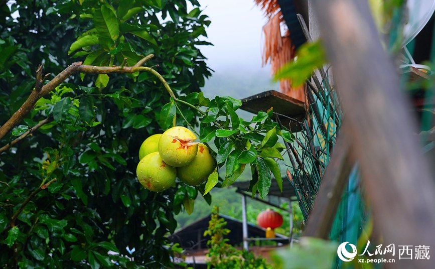 墨脫縣德興鄉(xiāng)德興村庭院果樹飄香。