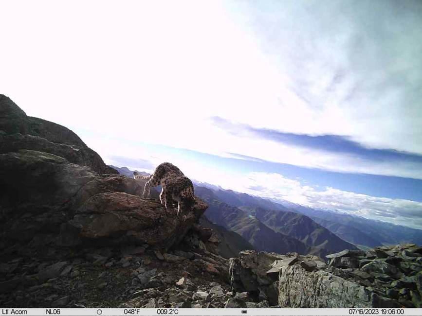 雪豹影像。山水自然保護(hù)中心供圖