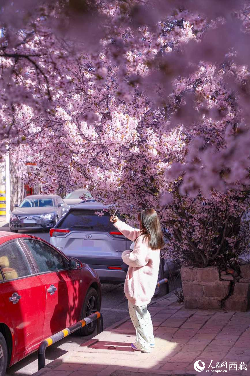 桃林下，拉薩市民游客樂享春光。人民網(wǎng)記者 次仁羅布攝