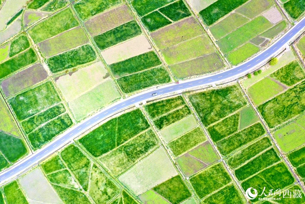 無人機視角下的西藏山南市瓊結農田。人民網(wǎng)記者 次仁羅布攝