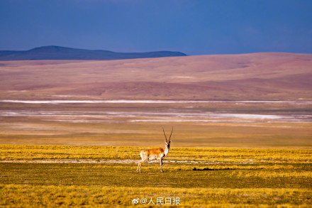 可愛(ài)壁紙上新！藏羚羊就是高原上的精靈吧