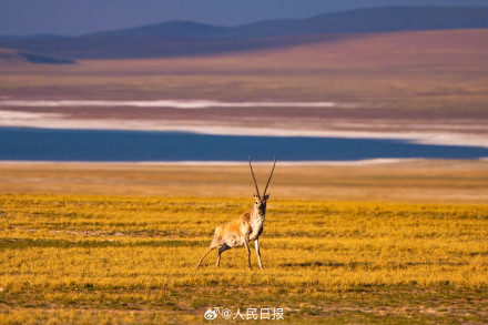 可愛(ài)壁紙上新！藏羚羊就是高原上的精靈吧