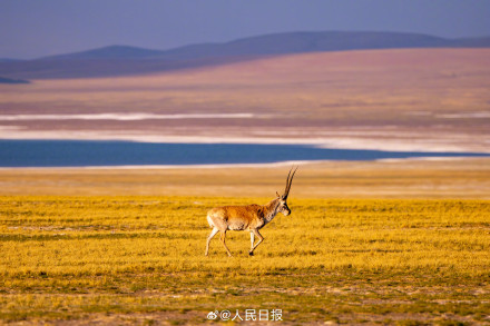 可愛(ài)壁紙上新！藏羚羊就是高原上的精靈吧