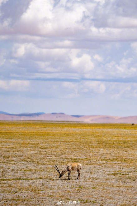 可愛(ài)壁紙上新！藏羚羊就是高原上的精靈吧