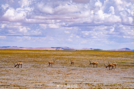 可愛(ài)壁紙上新！藏羚羊就是高原上的精靈吧