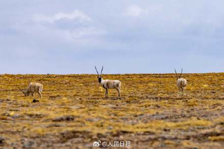 可愛(ài)壁紙上新！藏羚羊就是高原上的精靈吧