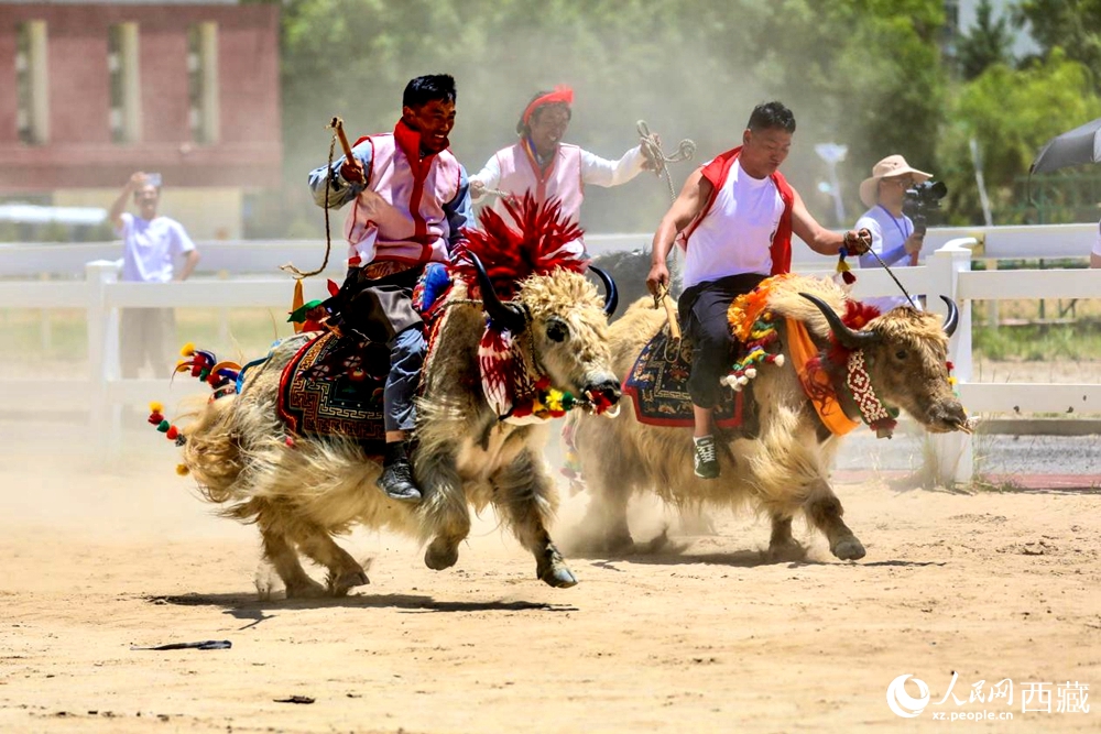 拉薩首屆農(nóng)牧民運動會上的賽牦牛比賽。
