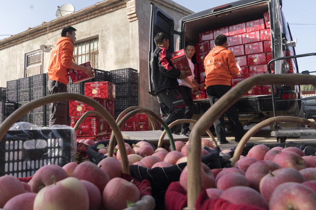 西部冰糖心蘋果，乘著商流上行。劉浩攝