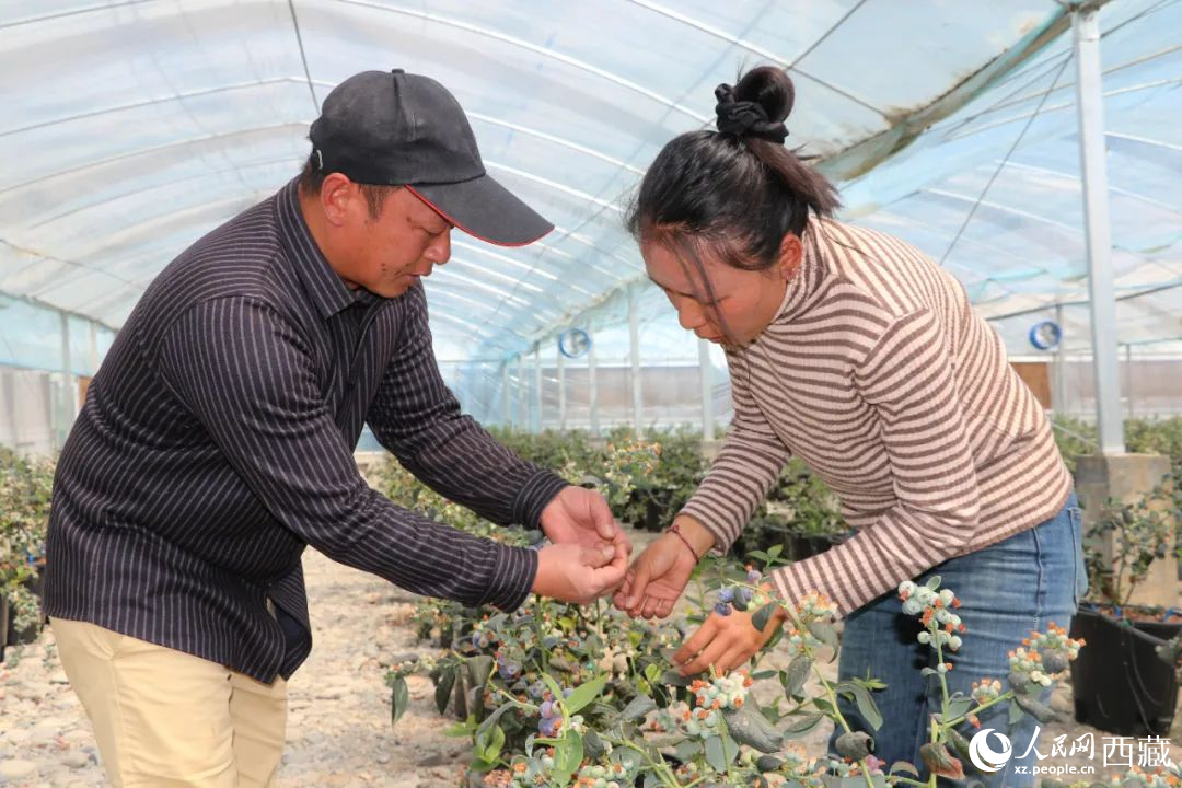 技術(shù)員劉家平和措姆在溫室大棚檢查藍(lán)莓的長勢。次仁龍布攝