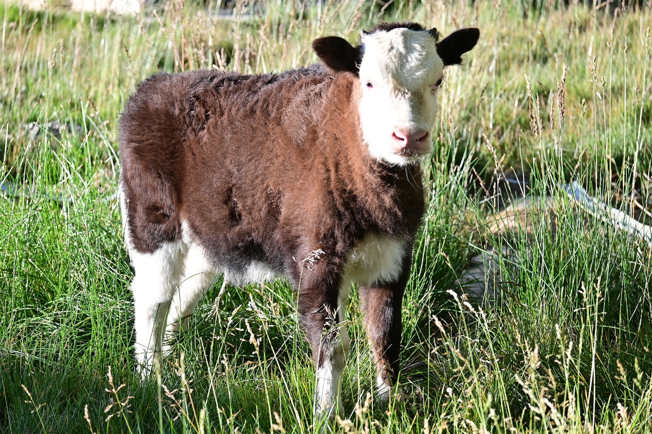 全球首例體細(xì)胞克隆犏牛在西藏誕生