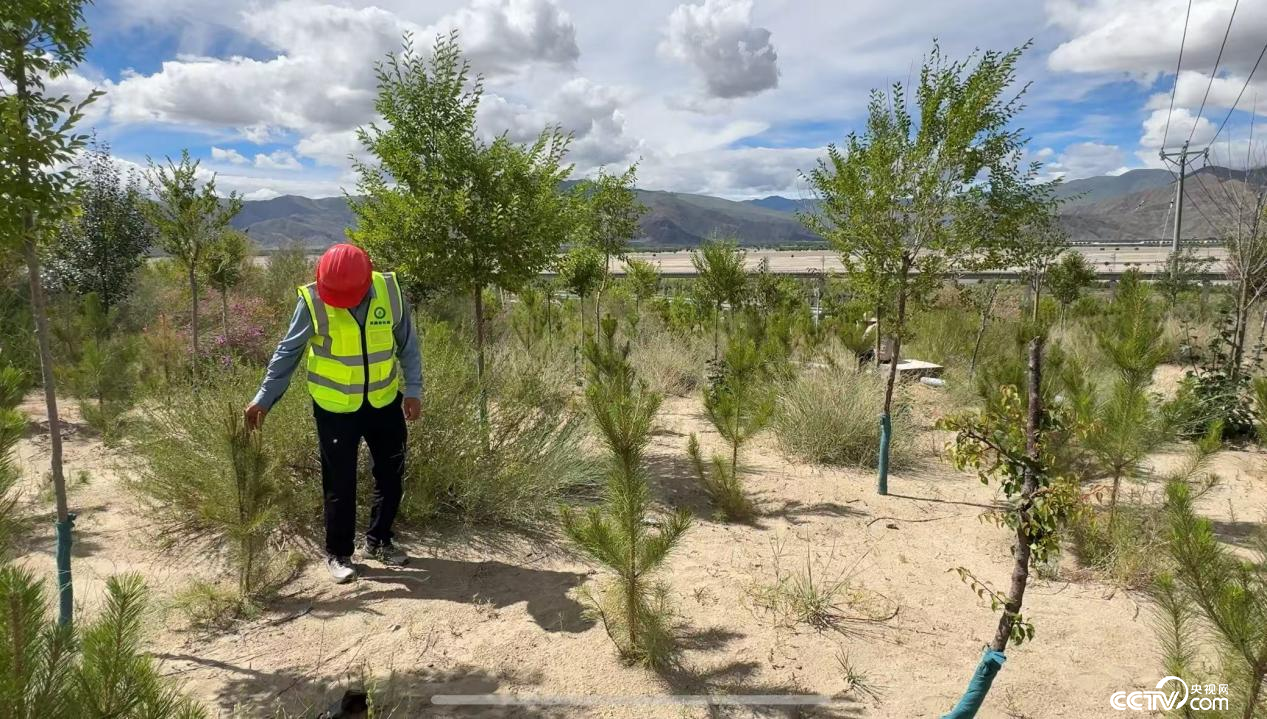 金輝在巡護(hù)樹苗 （攝影 李婷婷）