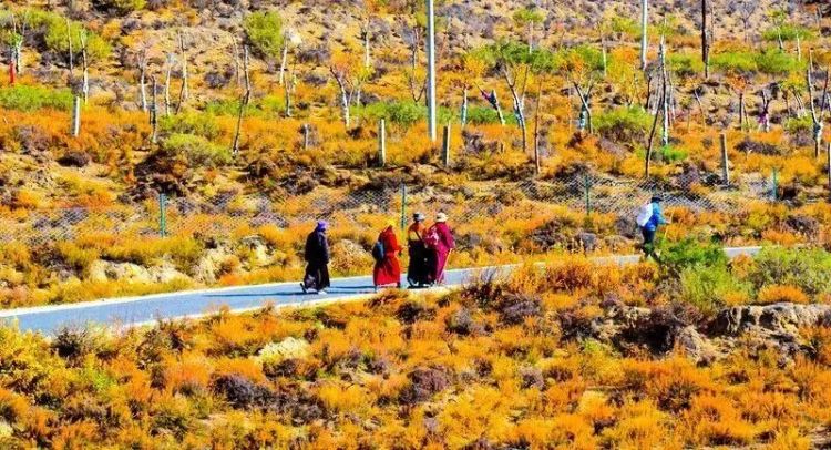 懂西藏的人，一定不會(huì)錯(cuò)過林芝的秋天
