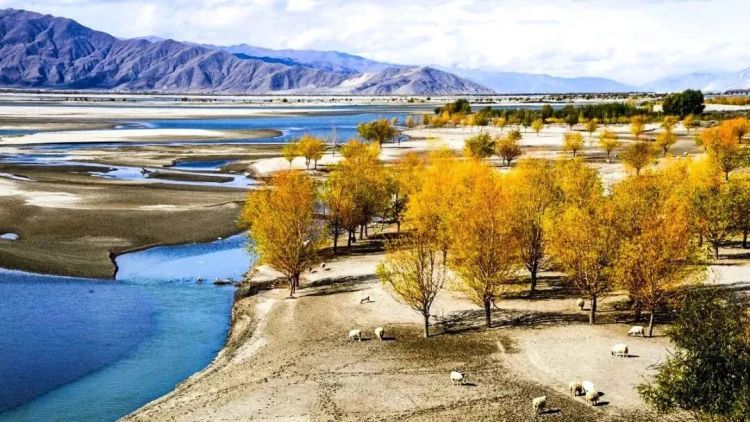 懂西藏的人，一定不會(huì)錯(cuò)過林芝的秋天