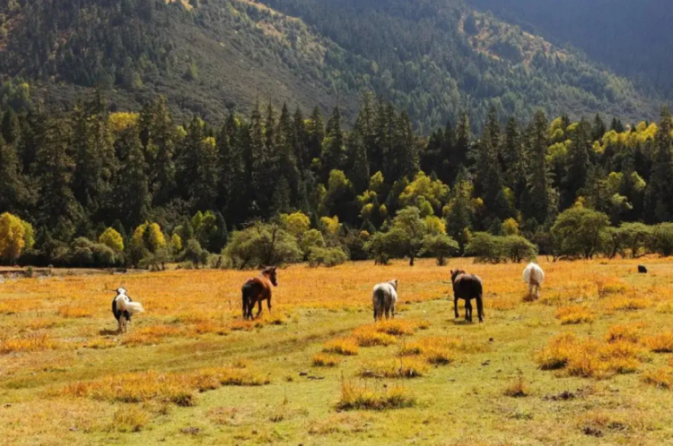 懂西藏的人，一定不會(huì)錯(cuò)過林芝的秋天