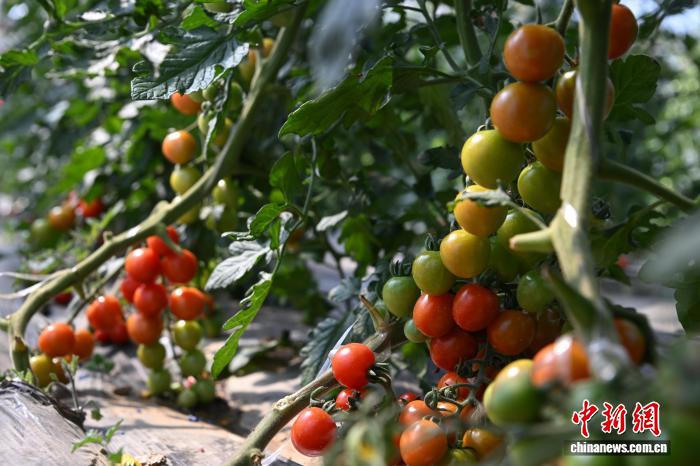 西藏墨竹工卡縣農(nóng)業(yè)示范園:賦能現(xiàn)代農(nóng)業(yè)發(fā)展帶動(dòng)民眾增收致富