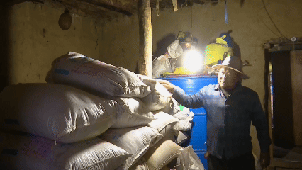 青稞“蛻變”，牦牛“出圈”！看西藏農(nóng)牧民的“十四五”豐收答卷