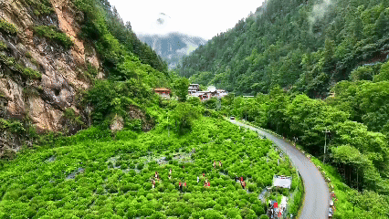 青稞“蛻變”，牦?！俺鋈Α?！看西藏農(nóng)牧民的“十四五”豐收答卷