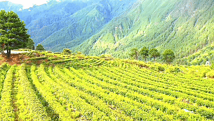 青稞“蛻變”，牦?！俺鋈Α保】次鞑剞r(nóng)牧民的“十四五”豐收答卷