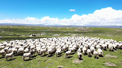 青稞“蛻變”，牦牛“出圈”！看西藏農(nóng)牧民的“十四五”豐收答卷