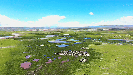 青稞“蛻變”，牦?！俺鋈Α?！看西藏農(nóng)牧民的“十四五”豐收答卷