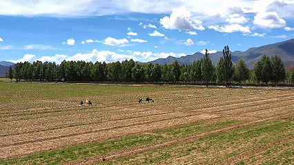 青稞“蛻變”，牦牛“出圈”！看西藏農(nóng)牧民的“十四五”豐收答卷