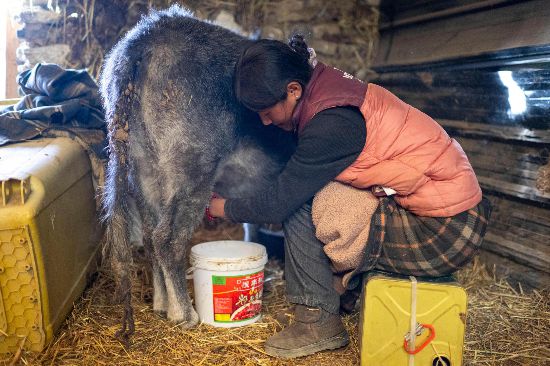 次仁普尺正在擠牛奶。人民網(wǎng)記者 翁奇羽攝