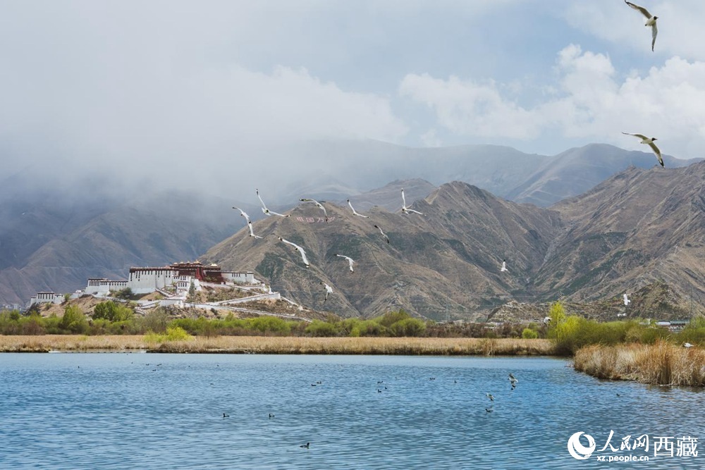 拉魯濕地呈現(xiàn)一幅流動(dòng)的國(guó)風(fēng)畫卷。曹曦元攝