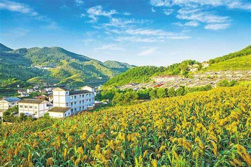 【理上網(wǎng)來o輝煌十九大】鄉(xiāng)村振興戰(zhàn)略：更綜合、全面、系統(tǒng)的發(fā)展戰(zhàn)略