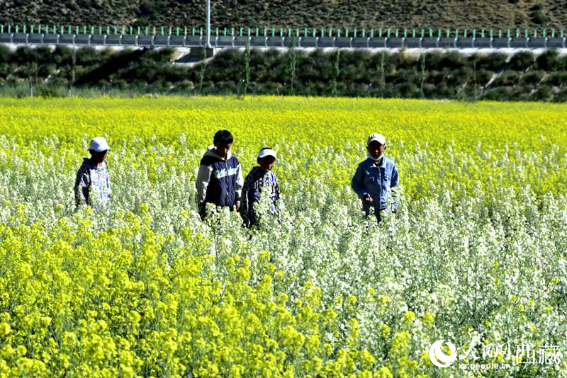 小孩在油菜花田嬉戲。人民網(wǎng) 李海霞攝