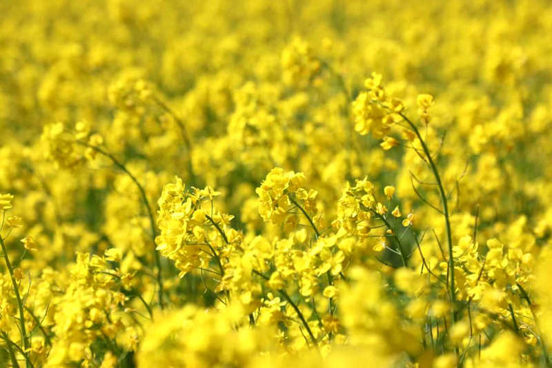 油菜花盛開(kāi)。洛克攝