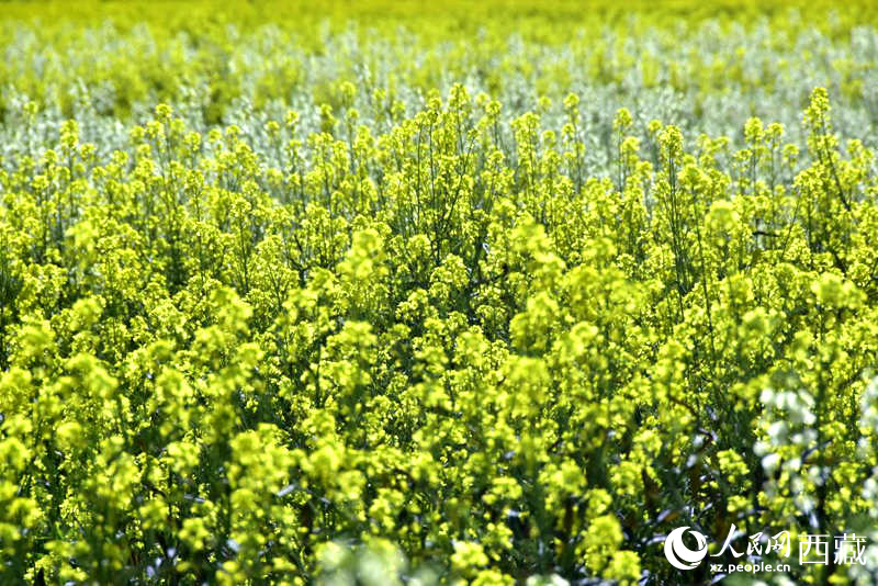 盛開(kāi)的小油菜花。人民網(wǎng) 李海霞攝