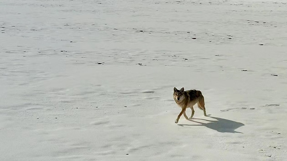 雪地里的阿里“狼”。
