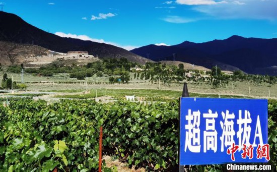 圖為桑日縣種植的葡萄?！∩侥仙Ｈ湛h委宣傳部提供