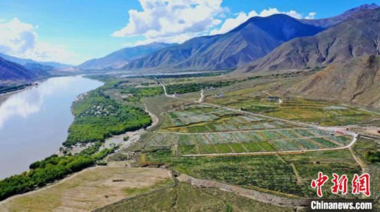 圖為桑日縣葡萄種植基地?！∩侥仙Ｈ湛h委宣傳部提供