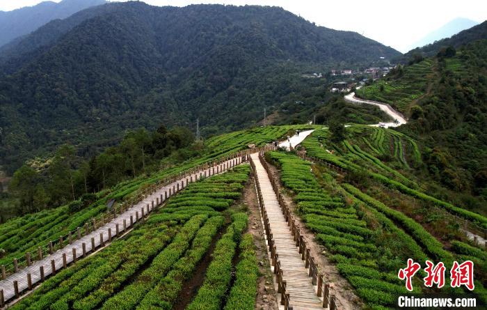 圖為西藏林芝市墨脫縣背崩鄉(xiāng)格林村山頂?shù)木坝^茶園。(無人機照片) 李林 攝