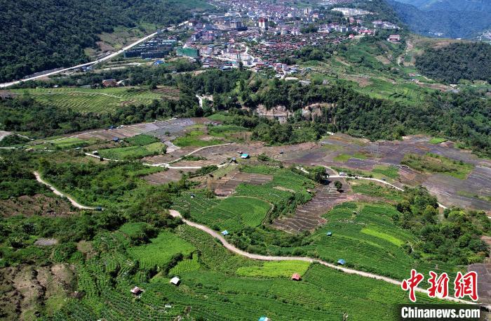 圖為西藏林芝市墨脫縣城附近的茶田。(無人機照片) 李林 攝