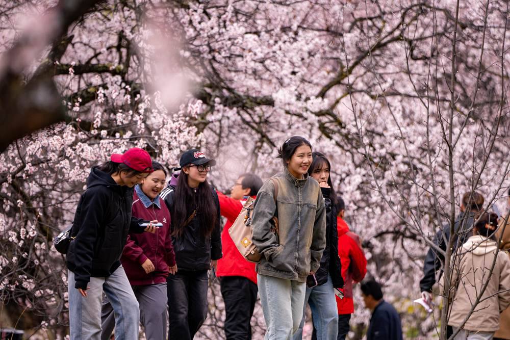 桃花盛開惹人醉，八方游客賞花來。徐馭堯攝