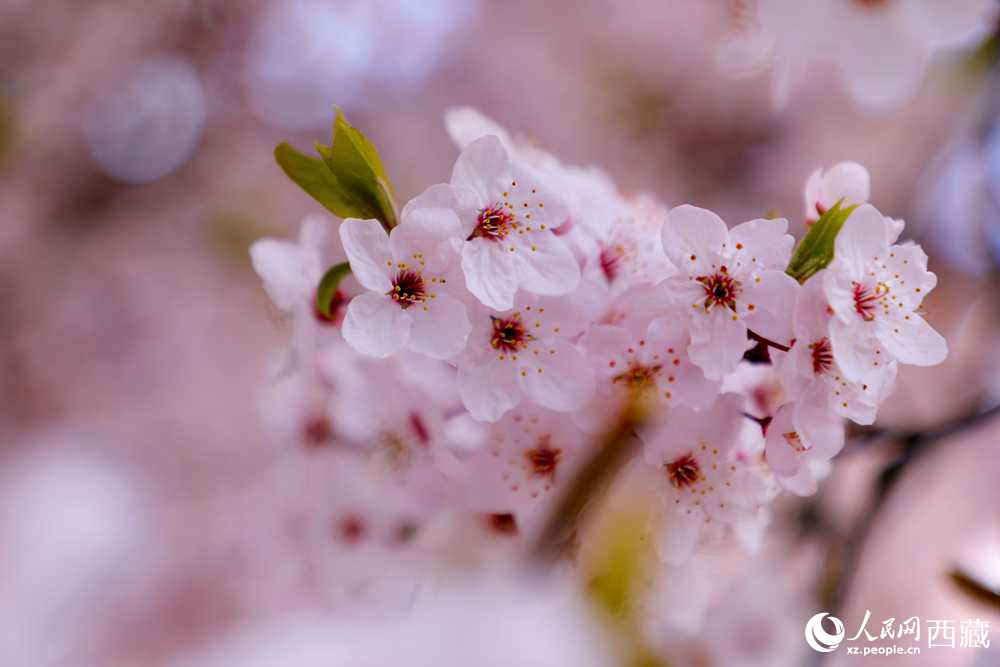 桃花盛開惹人醉。人民網(wǎng)記者 次仁羅布攝