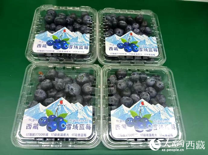西藏雪域藍莓。羅雨欣攝