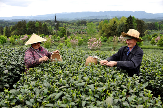 貴州省湄潭縣大力發(fā)展茶葉產(chǎn)業(yè)，60萬畝生態(tài)茶園實(shí)現(xiàn)了“綠水青山變成金山銀山”，生態(tài)與經(jīng)濟(jì)協(xié)調(diào)發(fā)展。圖為湄潭縣湄江街道金花村茶農(nóng)采茶 瞿欣含攝 _副本.jpg
