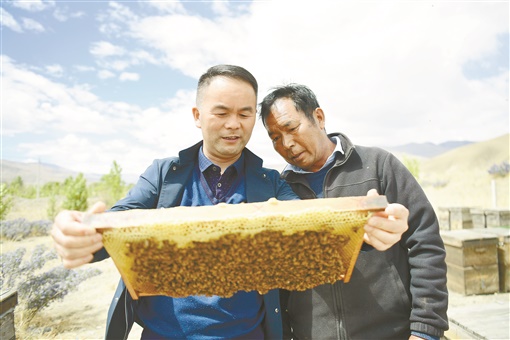 伍國強在蜂場實地指導(dǎo)蜂農(nóng) 圖片來源：湖南日報.jpg