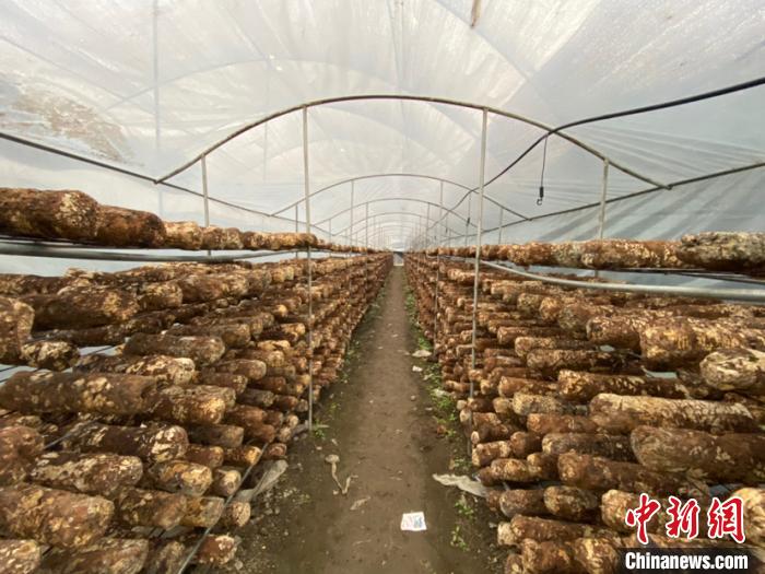 圖為基地里的食用菌菌棒。　劉鵬 攝