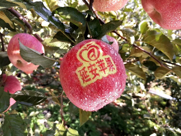 延安蘋果。柳林鎮(zhèn)果技站供圖。