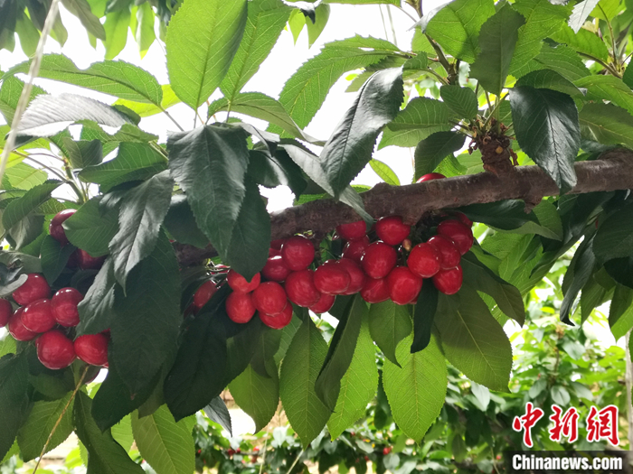 陜西省子長(zhǎng)市盛宇現(xiàn)代農(nóng)業(yè)示范園內(nèi)，櫻桃鮮艷欲滴。<a target='_blank'  ><p  align=