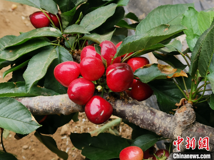 陜西省子長(zhǎng)市盛宇現(xiàn)代農(nóng)業(yè)示范園內(nèi)，櫻桃鮮艷欲滴。<a target='_blank'  ><p  align=