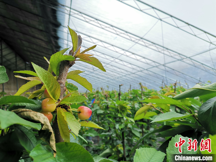 陜西省子長(zhǎng)市盛宇現(xiàn)代農(nóng)業(yè)示范園櫻桃園區(qū)。<a target='_blank'  ><p  align=