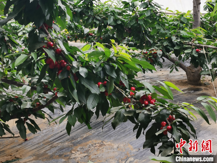陜西省子長(zhǎng)市盛宇現(xiàn)代農(nóng)業(yè)示范園內(nèi)，櫻桃鮮艷欲滴。<a target='_blank'  ><p  align=